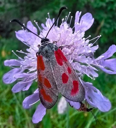 Fünffleck-Widderchen
