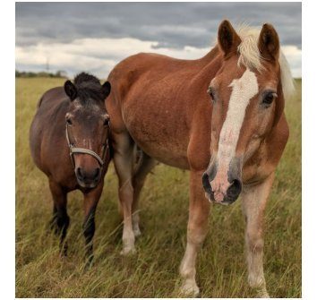 Foto: Reitsportverein "Mühle Cospeda" e.V.