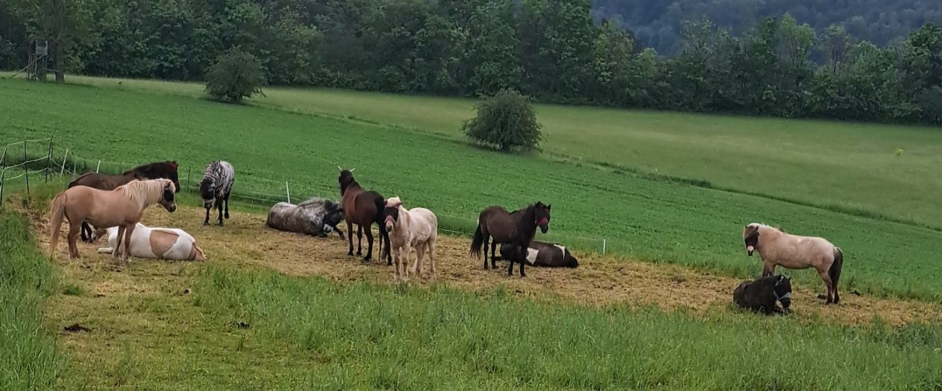Foto: Pferdefreunde Alter Pfarrhof e.V.