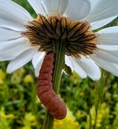 Feldholz-Wintereule - Raupe