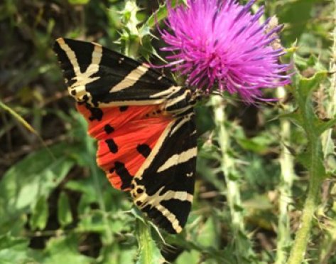 Russischer Bärenfalter